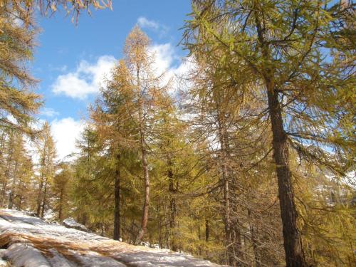 a forest of trees with snow on the ground at Hotel Gran Baita in Gressoney-Saint-Jean