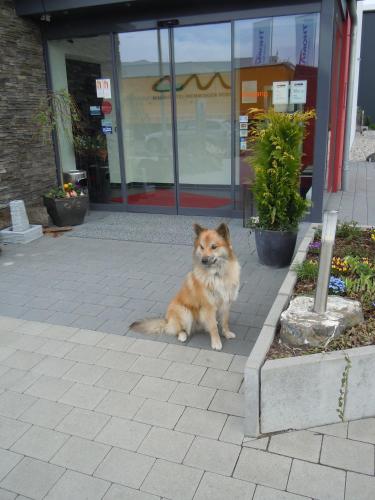 a brown dog sitting in front of a building at Allgäuhotel Memmingen Nord in Memmingen
