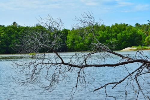 a tree branch in the middle of a body of water at The Sunrise Huraa in Huraa