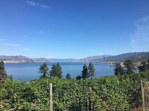 a view of a lake from a winery at Black Sea Motel in Penticton