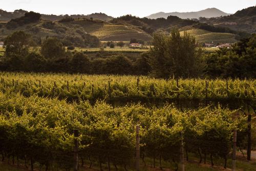 a vineyard with rows of grapes in a field at Agriturismo I Comelli in Nimis