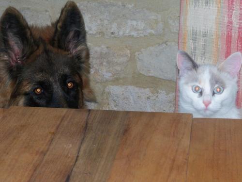a dog and a cat standing next to a table at La Migrane in Villevieille