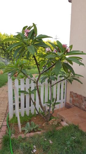 two trees in front of a white fence at A Due Passi Dal Mare in Petrosino