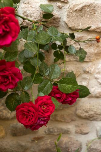 a group of red roses on a stone wall at Elaia Hotel in Bergama