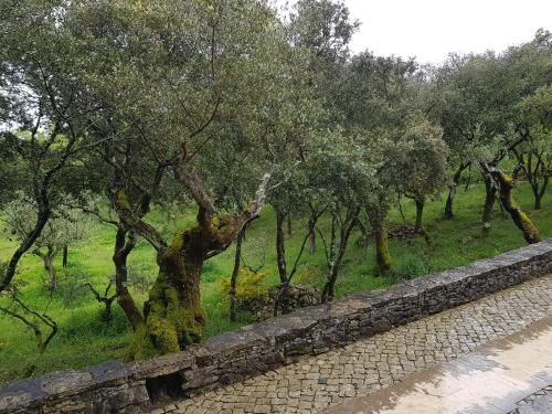 a row of olive trees next to a stone wall at Casa dos Tios in Fátima