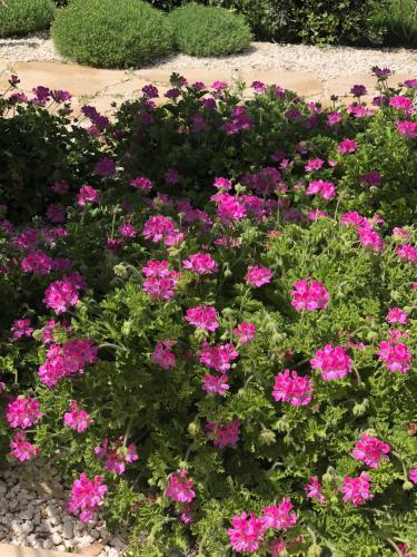 a bed of pink flowers in a garden at Appartamenti San Lorenzo Marzamemi Cecilia in San Lorenzo