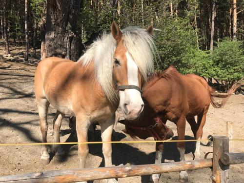 two horses standing next to each other near a fence at Gasserhof Aicha in Naz-Sciaves