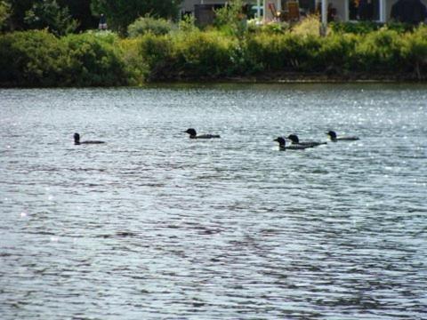 a group of ducks swimming in a lake at Chalet d'Anna in Saint-Damien