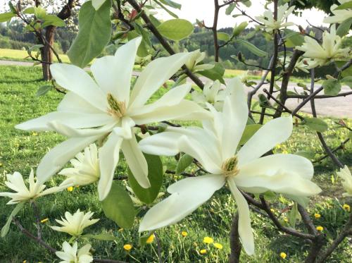 a group of white flowers on a tree at Ferienbauernhof Koller (Familie Hofer) - Urlaub am Bauernhof in Helfenberg