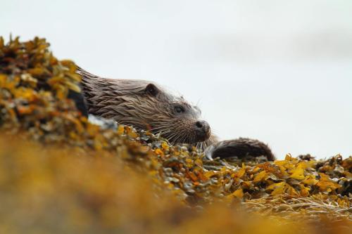 a hedgehog is laying on a pile of leaves at The Old School in Salen