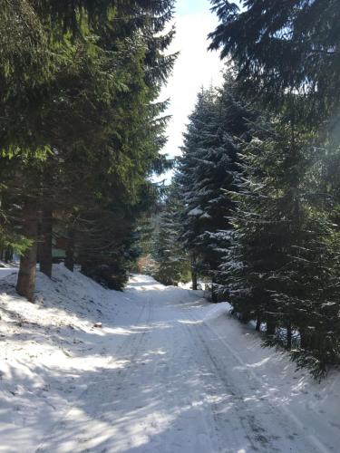 a snow covered road with trees on both sides at Apartment Dony in Donovaly