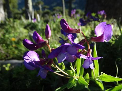 a group of purple flowers in a garden at Refugio Las Raices in Malalcahuello