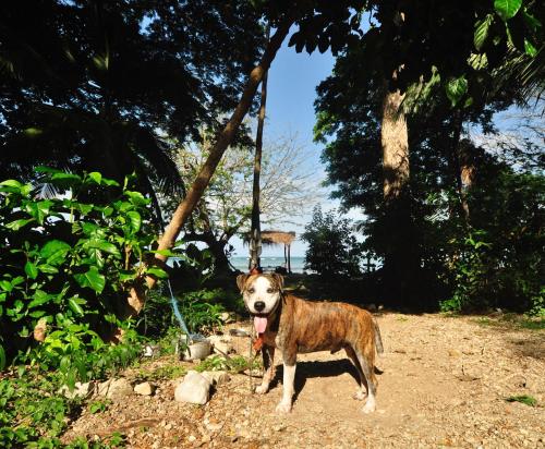 a brown and white dog standing next to a tree at Howler Monkey Hotel in Montezuma