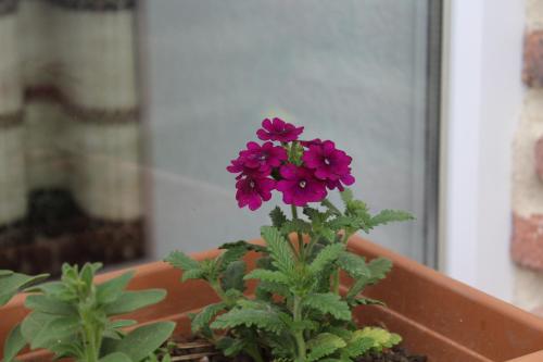 a purple flower in a pot on a window sill at Guest house poligloti in Tʼelavi