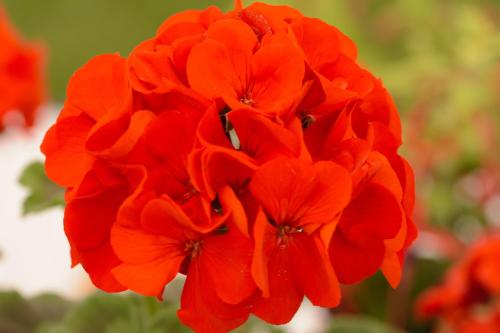 a close up of a red flower at Saule in Talsi
