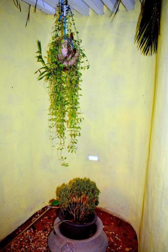 a bunch of plants hanging from a wall at Villa Tulip Garden in Anuradhapura