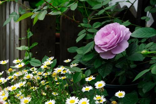 a pink rose in a garden with white flowers at Hangzhou JiuYueJi Bed&Breakfast in Hangzhou