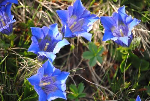 a group of blue flowers in the grass at Naturhaus Andrea in Grossarl