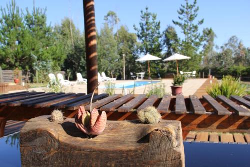 two cacti sitting on a wooden bench next to a pool at Bosques de San José Lodge in Algarrobo