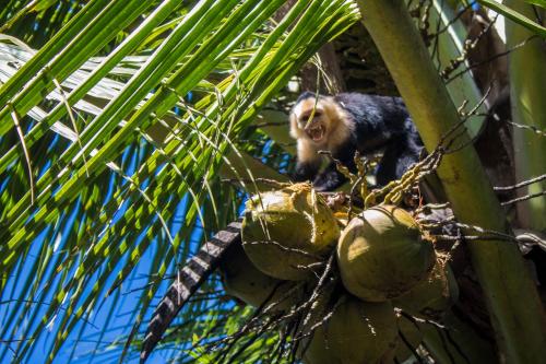 a monkey sitting on top of a coconut tree at Casa Grande at Pacuare Reserve in Matina