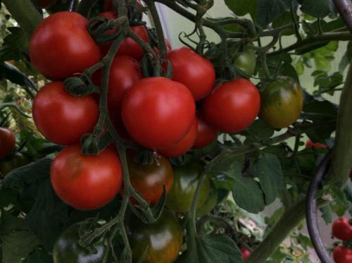 a bunch of tomatoes growing on a plant at Ferienbauernhof Koller (Familie Hofer) - Urlaub am Bauernhof in Helfenberg