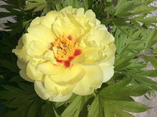 a yellow flower with a red center on a plant at Ferienbauernhof Koller (Familie Hofer) - Urlaub am Bauernhof in Helfenberg