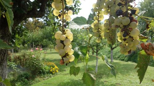 a bunch of grapes hanging from a tree in a garden at Apartment Mia in Donja Pačetina