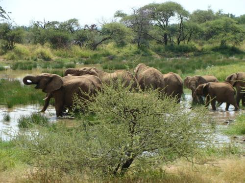 a herd of elephants walking in the water at Morokolo Safari Lodge Self-catering in Pilanesberg