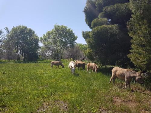 a herd of animals grazing in a field of grass at Analaya in Vias
