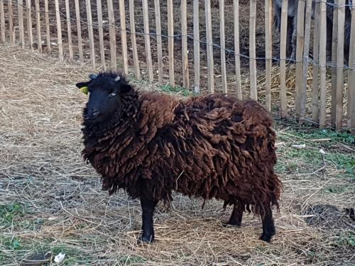 a brown sheep standing next to a fence at Analaya in Vias