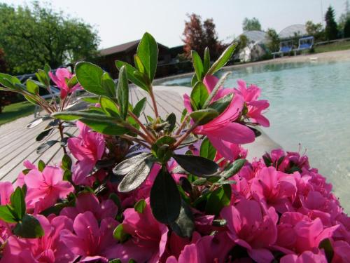 a bunch of pink flowers next to a pool at Agriturismo L'Acero Rosso in Sacile