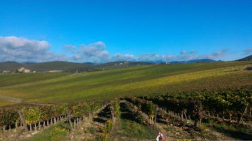 a person walking through a vineyard in a field at Il Pozzo Della Citerna in Castelnuovo Berardenga