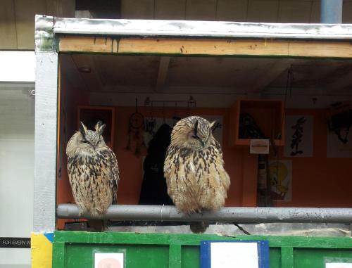 two owls sitting on a pole in a building at Torridon Guest House in Inverness