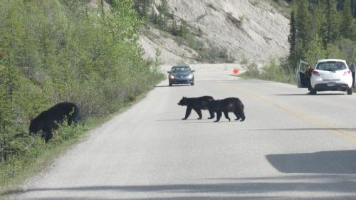 Gallery image of Dave & Honey's Accommodation in Jasper