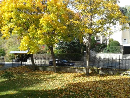 two trees in a yard next to a fence at Pension Haus Marga in Wernigerode