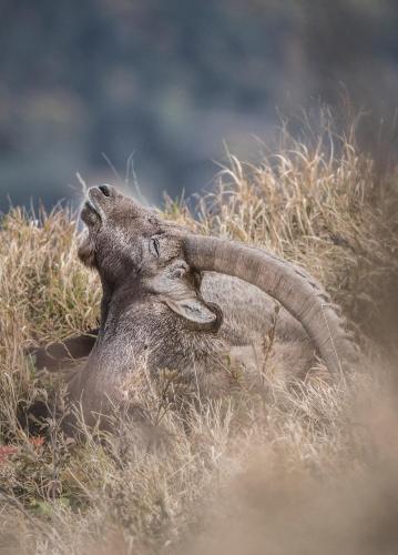 a ram with long horns laying in the grass at Edelweiß am Öberle in Au im Bregenzerwald