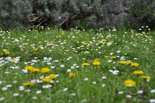 Taman di luar Apartma BAJČI