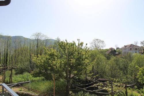 a tree in a field with a house in the background at Casa Marilì in Pianillo