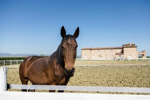 a brown horse standing next to a fence at Podere San Giuseppe in Castiglione del Lago