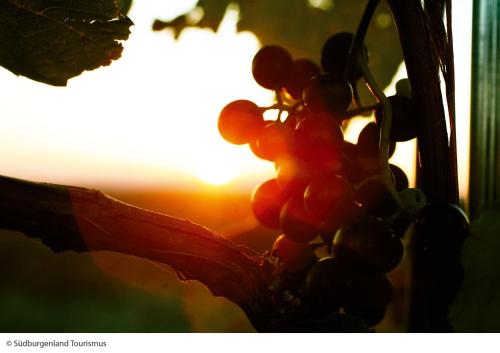 a bunch of grapes on a vine at sunset at Pension Julia & Haus Elisabeth - Wallner's Hofheuriger & Weinhof in Mörbisch am See