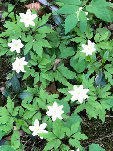 a plant with white flowers and green leaves at Ferien im Bomlitztal in Bomlitz