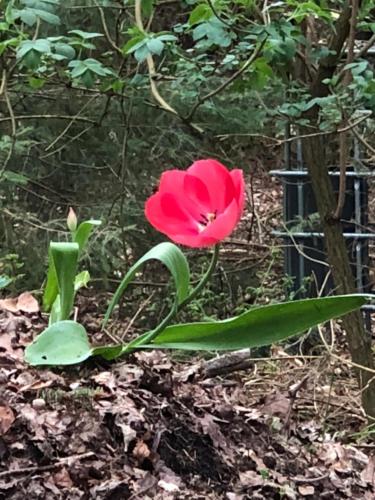 a red flower sitting on top of the ground at Ferien im Bomlitztal in Bomlitz