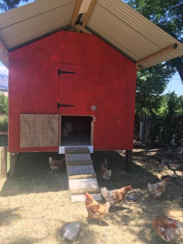 a red chicken coop with chickens walking around it at Sweetwater Guesthouse in Wellington