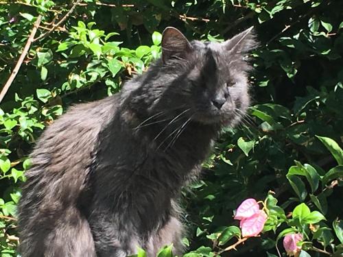 a black cat sitting next to a pink flower at Sweetwater Guesthouse in Wellington