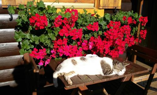 a cat laying on a bench in front of red flowers at Cabañas de Lires in Lires