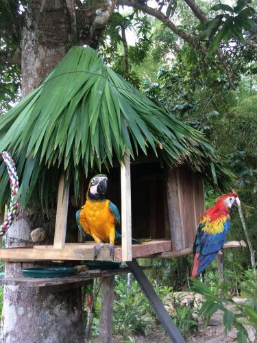 two parrots sitting on a bird house in a tree at Reserva Natural Tierra Adentro in Minca