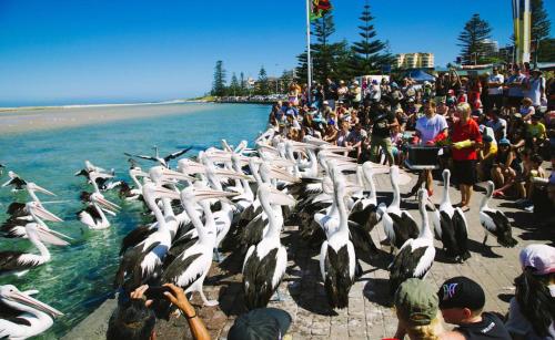 a crowd of people watching a bunch of penguins in the water at The Entrance Backpackers in The Entrance