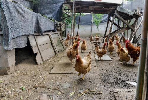 Binatang di the country house atau berdekatan