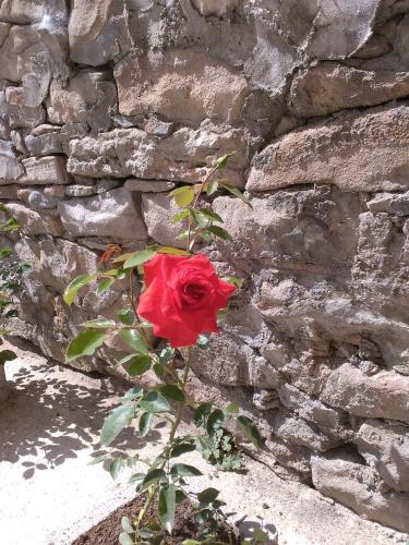 a red rose in front of a stone wall at Guest House Gurkov in Veliko Tŭrnovo