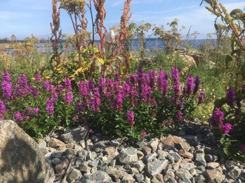 a bunch of purple flowers on a pile of rocks at Hedenstugan B&B Hotel in Bergby